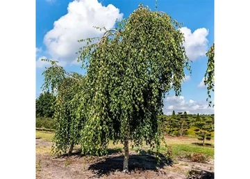 Betula pendula long trunk / Csüngő himalájai nyír