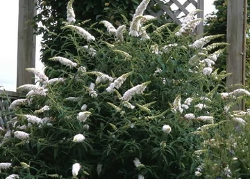 Buddleja davidii nanho White / Nyáriorgona fehér