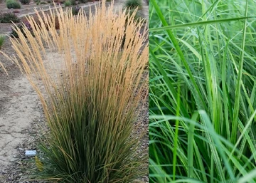 Calamagrostis x acutiflora 'Karl Foerster' / Nádtippan