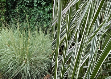 Calamagrostis × acutiflora Overdam / Tarka nádtippan