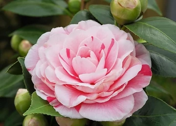 amellia japonica Bonomiana / Kamélia rózsaszín virágú