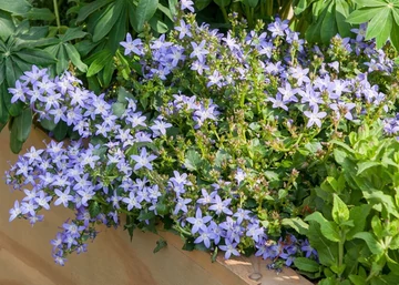 Campanula Poscharskyana / Balkáni Harangvirág