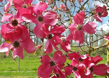 Cornus florida Red giant / Virágos som