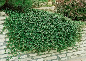 Cotoneaster procumbens Queen of Carpet / Kúszó madárbirs