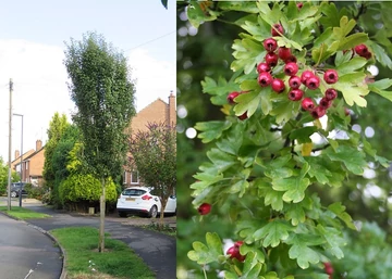 Crataegus monogyna 'Stricta' / Oszlopos galagonya