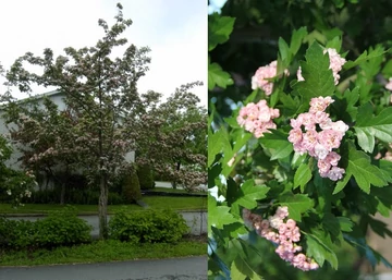 Crataegus mordensis 'Toba' / Rózsaszín teltvirágú galagonya
