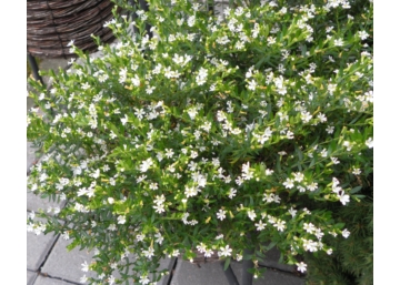 Cuphea hyssopifolia / Japánmirtusz Kuffea Fehér