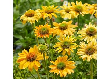 Echinacea purpurea Mellow Yellow / Törpe Bíbor kasvirág sárga
