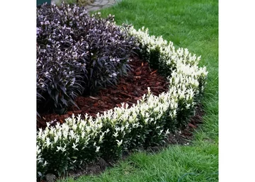 Euonymus japonicus paloma blanca / Oszlopos japán kecskerágó