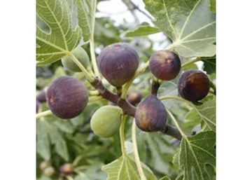 Ficus carica keszthelyi fekete / Kesztehelyi fekete Füge - Fügefa