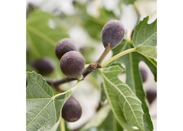 Ficus carica little miss figgy / Törpe fekete füge