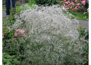 Gypsophila paniculata snowflake / Buglyos fátyolvirág