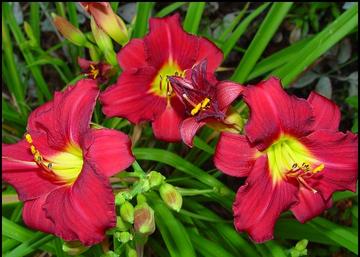 Hemerocallis Pardon Me / Bordó Sásliliom