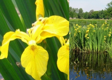 Iris pseudacorus / Mocsári nőszirom