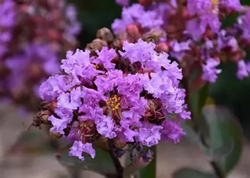Lagerstroemia indica Petite Orchid / Kínai selyemmirtusz lilás