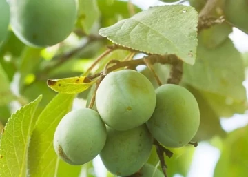 Prunus domestica Reine Claude verte / Zöld ringló