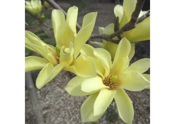 Magnolia Acuminata x Denudata Elizabeth / Sárga virágú liliomfa