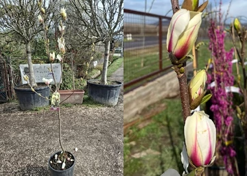 Magnolia denudata Sunrise / Krémfehér virágú liliomfa