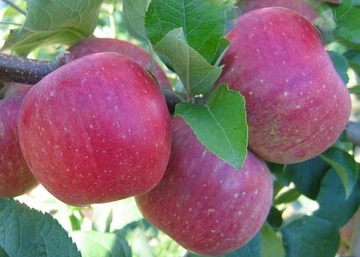 Malus domestica illatos rozmaring / Illatos rozmaring alma