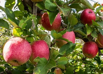 Malus domestica Pink lady / Pink lady alma Törpe alany M9