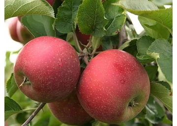Malus domestica Red jonaprince / Red jonaprince alma Törpe alany M9