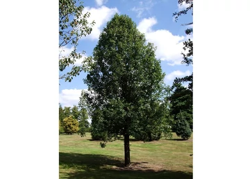 Malus trilobata / Oszlopos díszalma