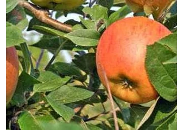 Malus domestica Téli arany parmen / Téli arany parmen alma