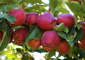  Malus domestica Top Red Delicious / Top Red Delicious alma