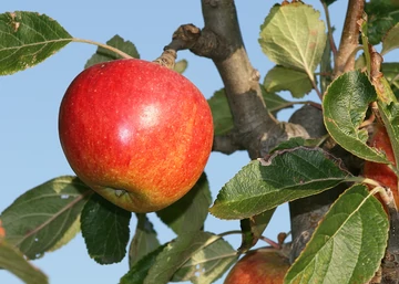 Malus domestica Elstar / Elstar alma