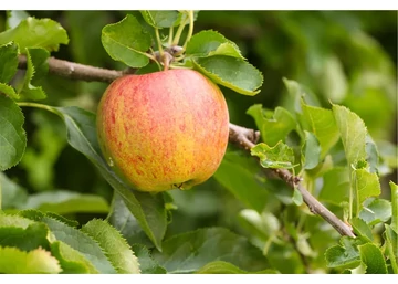 Malus domestica Jonagored/ Jonagored alma