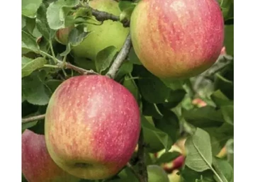 Malus domestica Kovaaguszt / Kovaaguszt alma