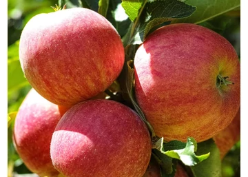 Malus domestica Mollies Delicious / Mollies Delicious alma