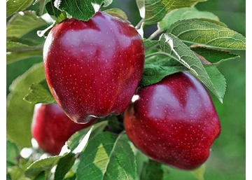 Malus domestica Red Chief / Red Chief alma