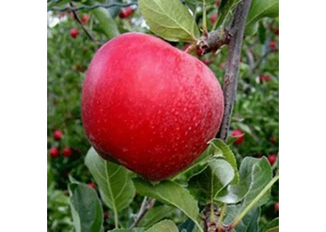 Malus domestica Regal Prince / Regal Prince alma