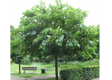 Morus alba macrophylla / Nagylevelű fehér eperfa