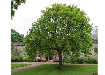  Morus alba sziciliai / Fekete eperfa (óriás termésű)