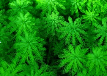 Myriophyllum aquaticum / Süllőhínár