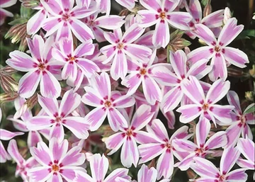 Phlox subulata kimono pink white /Árlevelű lángvirág tarka