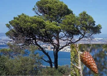 Pinus halepensis / Aleppói fenyő