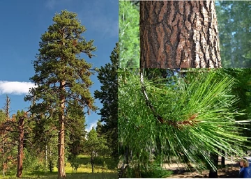 Pinus Ponderosa / Amerikai sárgafenyő