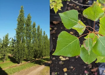 Populus nigra Italica / Oszolpos jegenyenyár