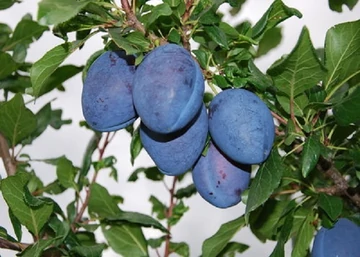 Prunus domestica Toppen plus / Toppen plus szilva