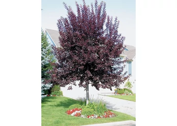 Prunus virginiana canada red / Vörös levelű májusfa