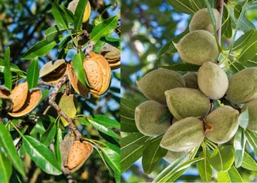 Prunus amygdalus Papersky / Papersky mandula