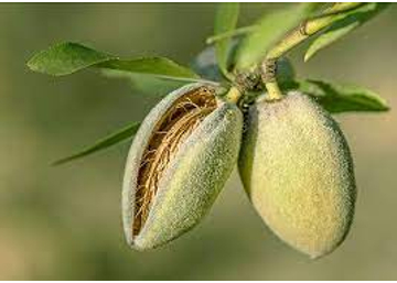 Prunus amygdalus Tuono / Tuono mandula 