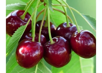 Prunus avium Bing / Bing cseresznye