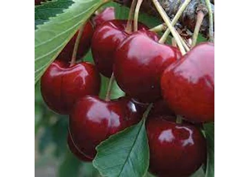 Prunus avium Carmen / Carmen cseresznye