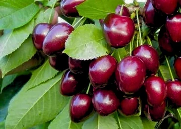 Prunus avium Christiana / Christiana cseresznye