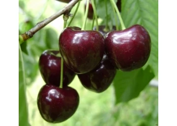 Prunus avium Kordia / Kordia cseresznye