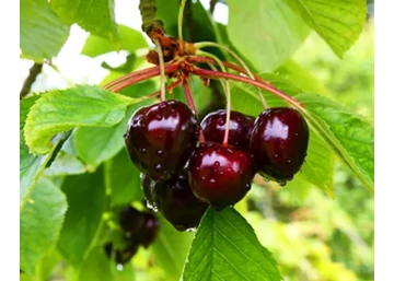 Prunus avium Sam / Sam cseresznye